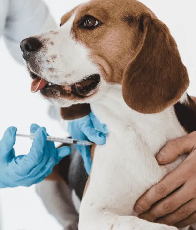 Dog Vaccinations in Gardner