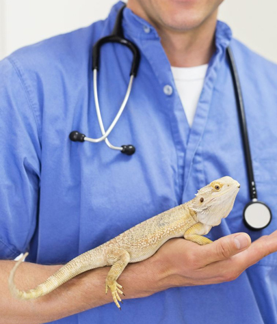 West Yarmouth Reptile Vet
