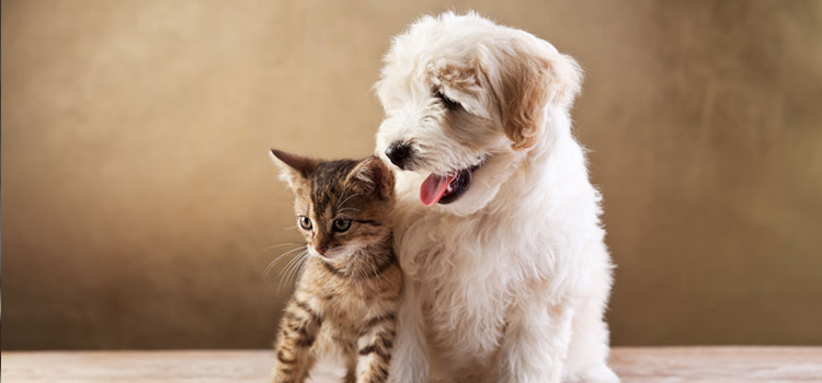 spay and neuter services in Arlington